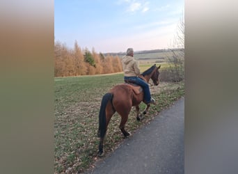 Koń andaluzyjski Mix, Wałach, 16 lat, 165 cm, Gniada