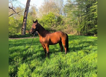 Koń andaluzyjski Mix, Wałach, 16 lat, 165 cm, Gniada