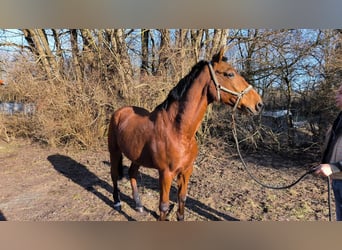 Koń andaluzyjski Mix, Wałach, 16 lat, 165 cm, Gniada