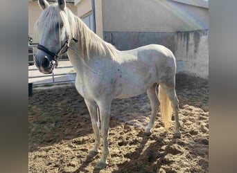 Koń andaluzyjski, Wałach, 21 lat, Siwa