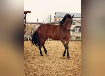 Koń andaluzyjski, Wałach, 2 lat, 160 cm, Gniada