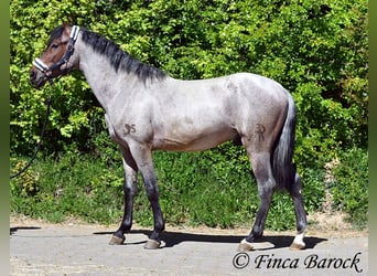 Koń andaluzyjski, Wałach, 3 lat, 148 cm, Gniadodereszowata