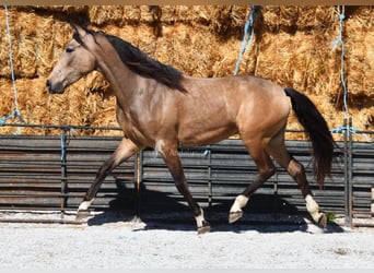 Koń andaluzyjski, Wałach, 3 lat, 152 cm, Bułana