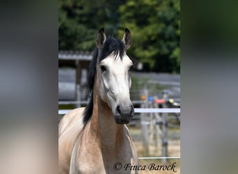 Koń andaluzyjski, Wałach, 3 lat, 152 cm, Jelenia