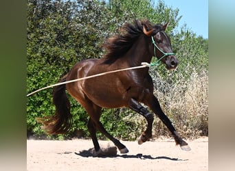 Koń andaluzyjski, Wałach, 3 lat, 152 cm, Kara