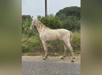 Koń andaluzyjski, Wałach, 3 lat, 153 cm, Cremello