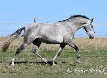 Koń andaluzyjski, Wałach, 3 lat, 155 cm, Siwa
