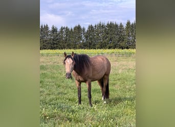 Koń andaluzyjski, Wałach, 3 lat, 156 cm, Jelenia