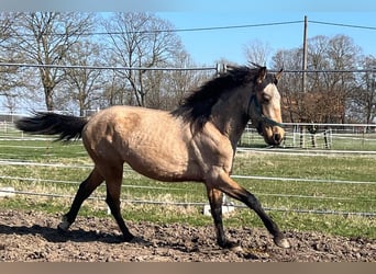 Koń andaluzyjski, Wałach, 3 lat, 156 cm, Jelenia