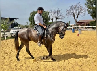 Koń andaluzyjski Mix, Wałach, 3 lat, 156 cm, Siwa