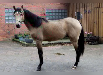 Koń andaluzyjski, Wałach, 3 lat, 157 cm, Jelenia