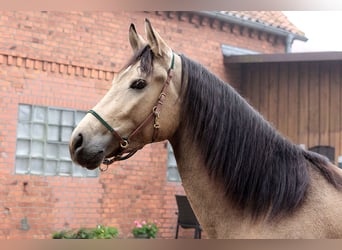 Koń andaluzyjski, Wałach, 3 lat, 157 cm, Jelenia