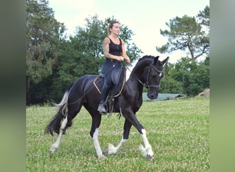 Koń andaluzyjski, Wałach, 3 lat, 158 cm, Tobiano wszelkich maści