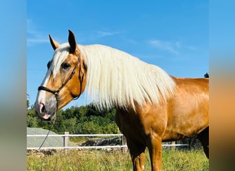 Koń andaluzyjski, Wałach, 3 lat, 165 cm, Izabelowata