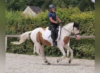 Koń andaluzyjski Mix, Wałach, 4 lat, 148 cm, Srokata