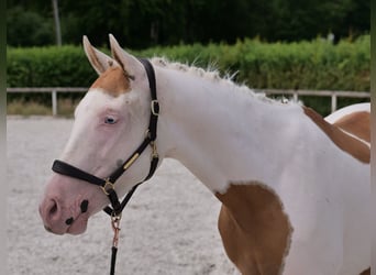 Koń andaluzyjski Mix, Wałach, 4 lat, 148 cm, Srokata