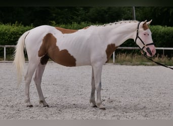 Koń andaluzyjski Mix, Wałach, 4 lat, 148 cm, Srokata
