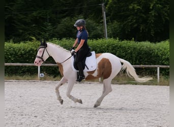 Koń andaluzyjski Mix, Wałach, 4 lat, 148 cm, Srokata