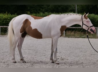 Koń andaluzyjski Mix, Wałach, 4 lat, 148 cm, Srokata