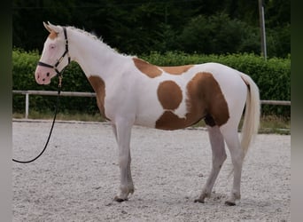 Koń andaluzyjski Mix, Wałach, 4 lat, 148 cm, Srokata