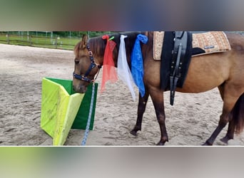 Koń andaluzyjski, Wałach, 4 lat, 150 cm, Gniada