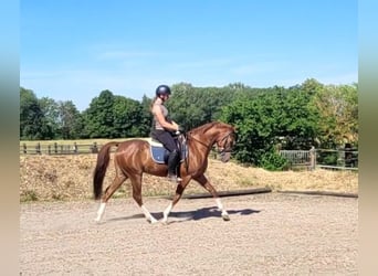 Koń andaluzyjski Mix, Wałach, 4 lat, 153 cm, Kasztanowata
