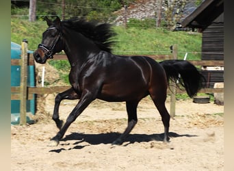 Koń andaluzyjski, Wałach, 4 lat, 153 cm, Skarogniada