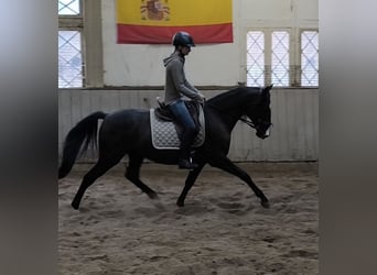Koń andaluzyjski Mix, Wałach, 4 lat, 154 cm, Kara