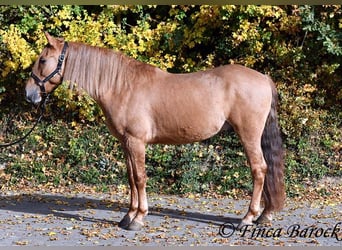 Koń andaluzyjski, Wałach, 4 lat, 154 cm, Kasztanowata