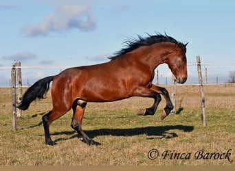 Koń andaluzyjski, Wałach, 4 lat, 155 cm, Gniada