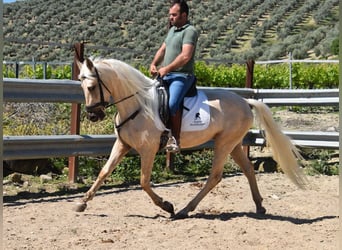 Koń andaluzyjski, Wałach, 4 lat, 155 cm, Izabelowata