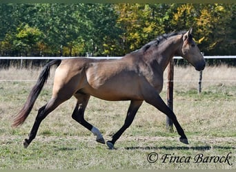 Koń andaluzyjski, Wałach, 4 lat, 155 cm, Jelenia