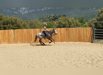 Koń andaluzyjski Mix, Wałach, 4 lat, 155 cm, Siwa
