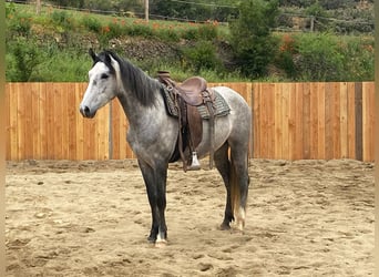 Koń andaluzyjski, Wałach, 4 lat, 155 cm, Siwa