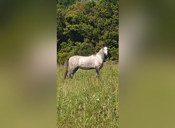 Koń andaluzyjski Mix, Wałach, 4 lat, 155 cm, Siwa
