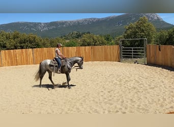 Koń andaluzyjski Mix, Wałach, 4 lat, 155 cm, Siwa
