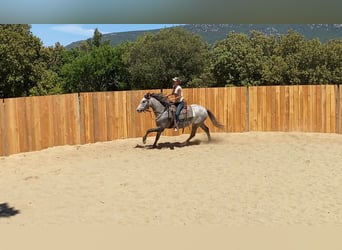 Koń andaluzyjski Mix, Wałach, 4 lat, 155 cm, Siwa