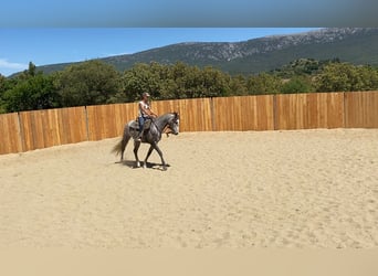 Koń andaluzyjski Mix, Wałach, 4 lat, 155 cm, Siwa