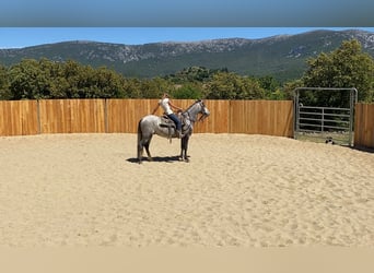 Koń andaluzyjski Mix, Wałach, 4 lat, 155 cm, Siwa