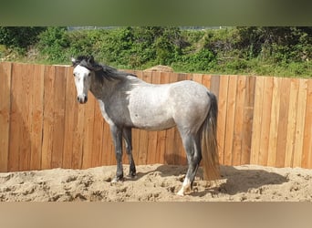 Koń andaluzyjski, Wałach, 4 lat, 155 cm, Siwa