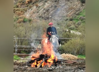 Koń andaluzyjski, Wałach, 4 lat, 156 cm, Siwa