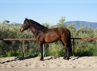 Koń andaluzyjski, Wałach, 4 lat, 158 cm, Gniada