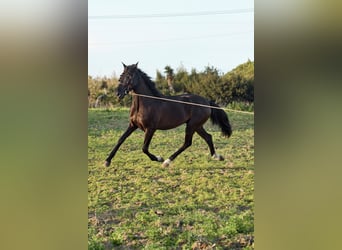 Koń andaluzyjski, Wałach, 4 lat, 160 cm, Ciemnogniada