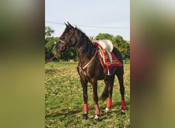 Koń andaluzyjski, Wałach, 4 lat, 160 cm, Ciemnogniada