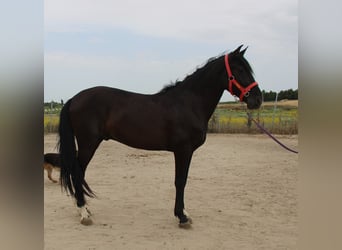 Koń andaluzyjski, Wałach, 4 lat, 160 cm, Ciemnogniada