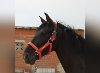 Koń andaluzyjski, Wałach, 4 lat, 160 cm, Ciemnogniada