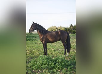 Koń andaluzyjski, Wałach, 4 lat, 160 cm, Ciemnogniada