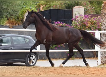 Koń andaluzyjski, Wałach, 4 lat, 160 cm, Kara