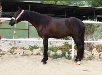 Koń andaluzyjski, Wałach, 4 lat, 160 cm, Kara