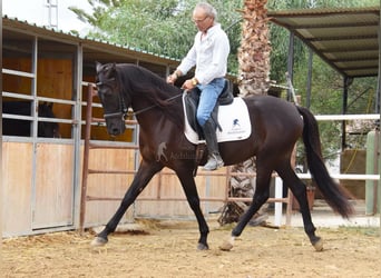 Koń andaluzyjski, Wałach, 4 lat, 160 cm, Kara